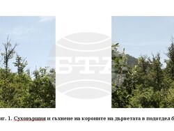 Снимка: Изпълнителна агенция по горите - горите в района на с. Каравелово 