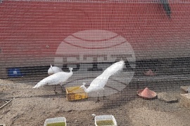 Плевен - ферма за водни лилии - ботаническа градина