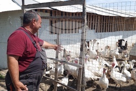 Плевен - ферма за водни лилии - ботаническа градина