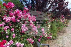 Плевен - ферма за водни лилии - ботаническа градина