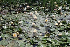 Плевен - ферма за водни лилии - ботаническа градина