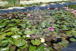 Плевен - ферма за водни лилии - ботаническа градина