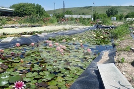 Плевен - ферма за водни лилии - ботаническа градина