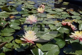 Плевен - ферма за водни лилии - ботаническа градина