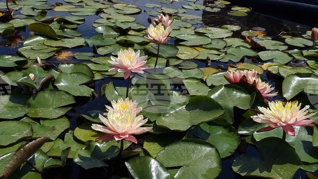 Плевен - ферма за водни лилии - ботаническа градина