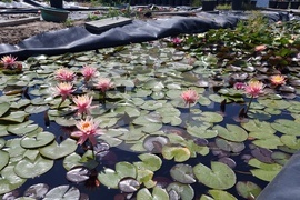 Плевен - ферма за водни лилии - ботаническа градина