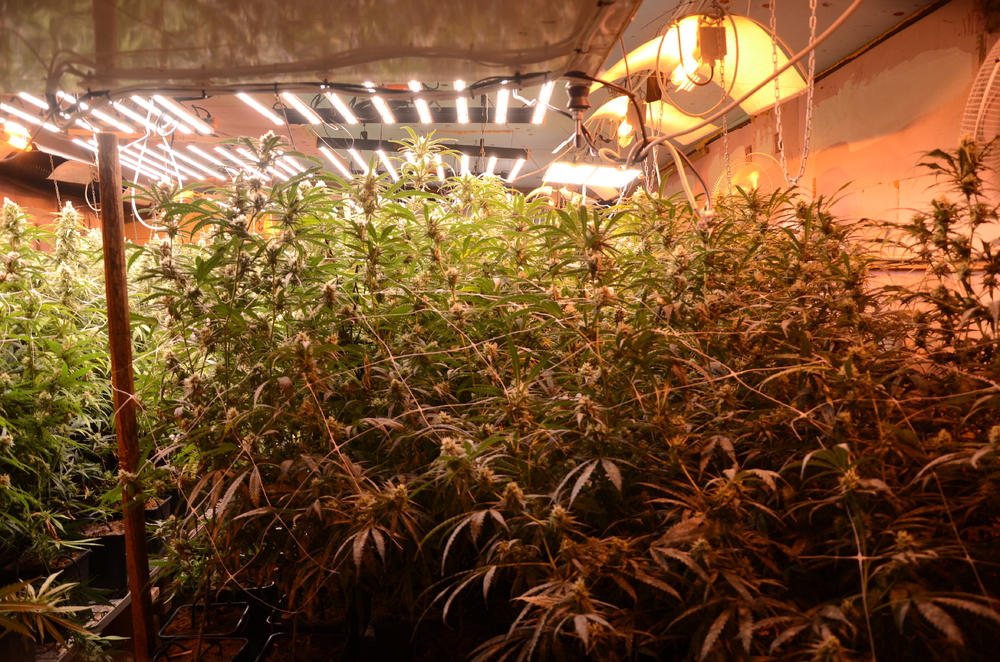 МВР: Служители на ГДНП разкриха две високотехнологични наркооранжерии