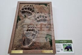 Бургас - "Следи от изчезване" - изложба