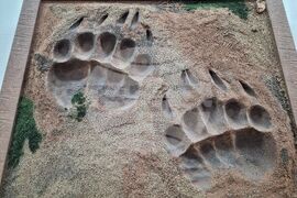 Бургас - "Следи от изчезване" - изложба