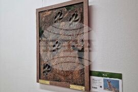 Бургас - "Следи от изчезване" - изложба