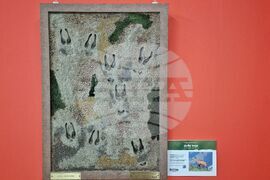 Бургас - "Следи от изчезване" - изложба