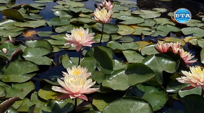 Ферма за водни лилии и ботаническа градина се превръщат в една от туристическите атракции край Плевен