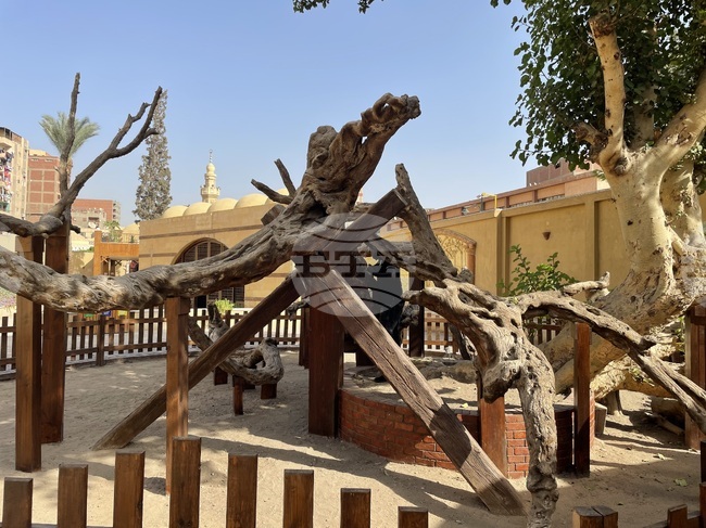  Египет - Кайро - Дървото на Дева Мария