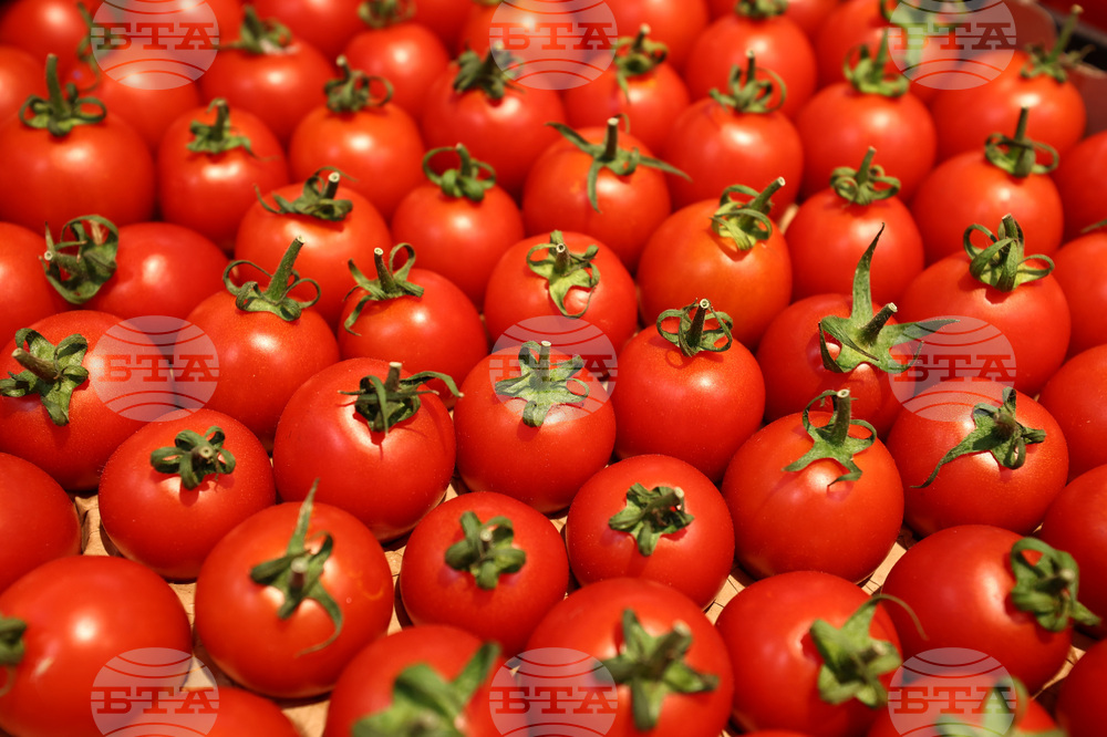 Производството на домати на открито у нас бележи ръст от над 33 на сто на годишна база, по данни на ресорното министерство 