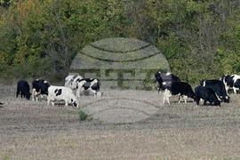 Село Здравец - домашни животни - паша