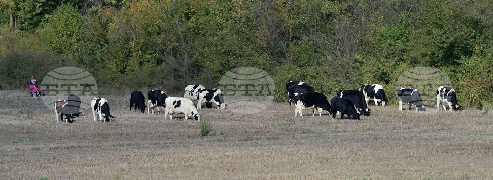 Село Здравец - домашни животни - паша