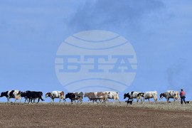 Село Здравец - домашни животни - паша