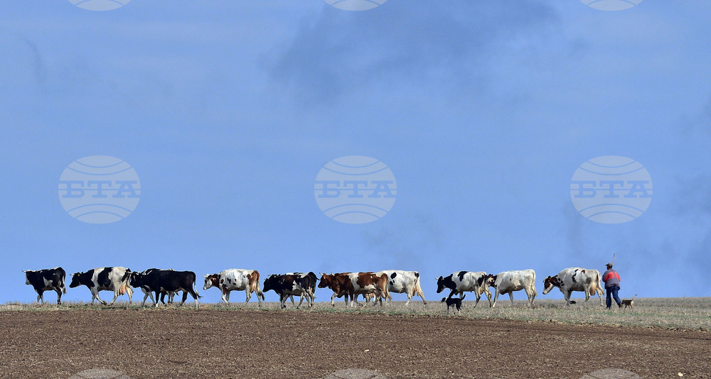 Село Здравец - домашни животни - паша