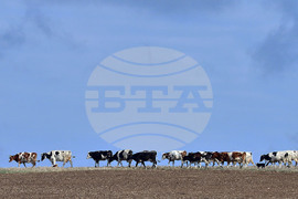 Село Здравец - домашни животни - паша