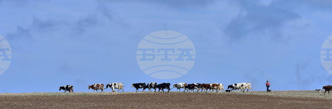 Село Здравец - домашни животни - паша
