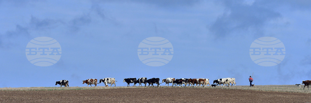 Село Здравец - домашни животни - паша