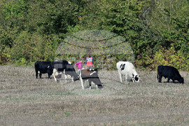 Село Здравец - домашни животни - паша