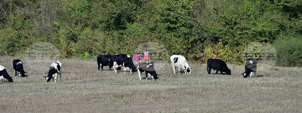 Село Здравец - домашни животни - паша