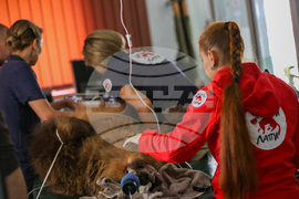 Благоевград - Парк за мечки Белица - медицински преглед