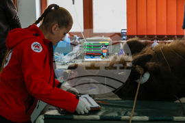 Благоевград - Парк за мечки Белица - медицински преглед