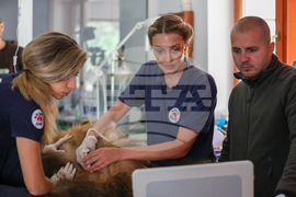 Благоевград - Парк за мечки Белица - медицински преглед