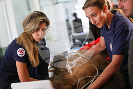 Благоевград - Парк за мечки Белица - медицински преглед