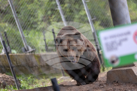 Благоевград - Парк за мечки Белица - медицински преглед