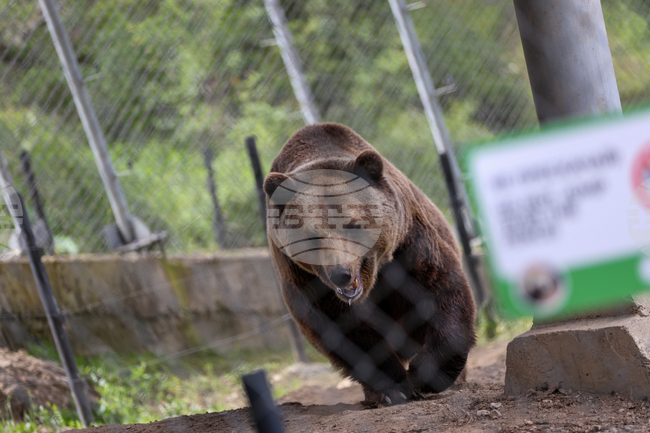 Международен екип от ветеринарни лекари са прегледали част от мечките в парка в Белица 