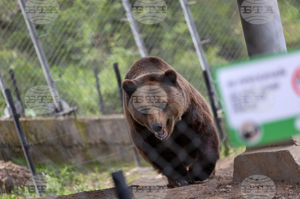 Благоевград - Парк за мечки Белица - медицински преглед