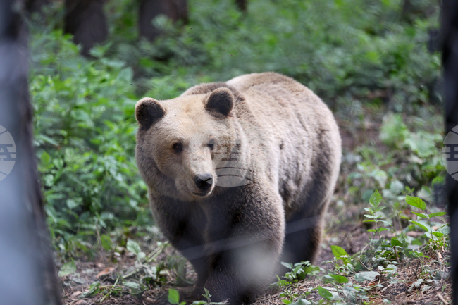 Паркът за мечки в Белица отваря за посетители на 14 април 