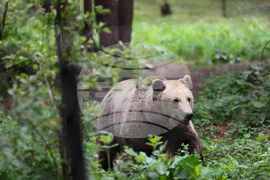 Благоевград - Парк за мечки Белица - медицински преглед