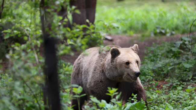 Genetic Monitoring of Bulgaria's Brown Bear Population to Be Conducted for First Time