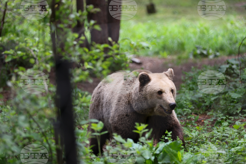 Благоевград - Парк за мечки Белица - медицински преглед
