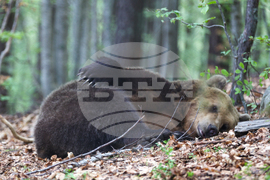 Благоевград - Парк за мечки Белица - медицински преглед