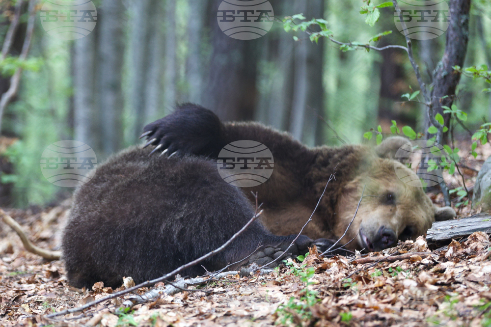 Благоевград - Парк за мечки Белица - медицински преглед