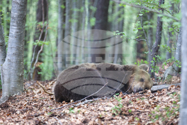 Благоевград - Парк за мечки Белица - медицински преглед