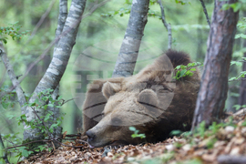 Благоевград - Парк за мечки Белица - медицински преглед