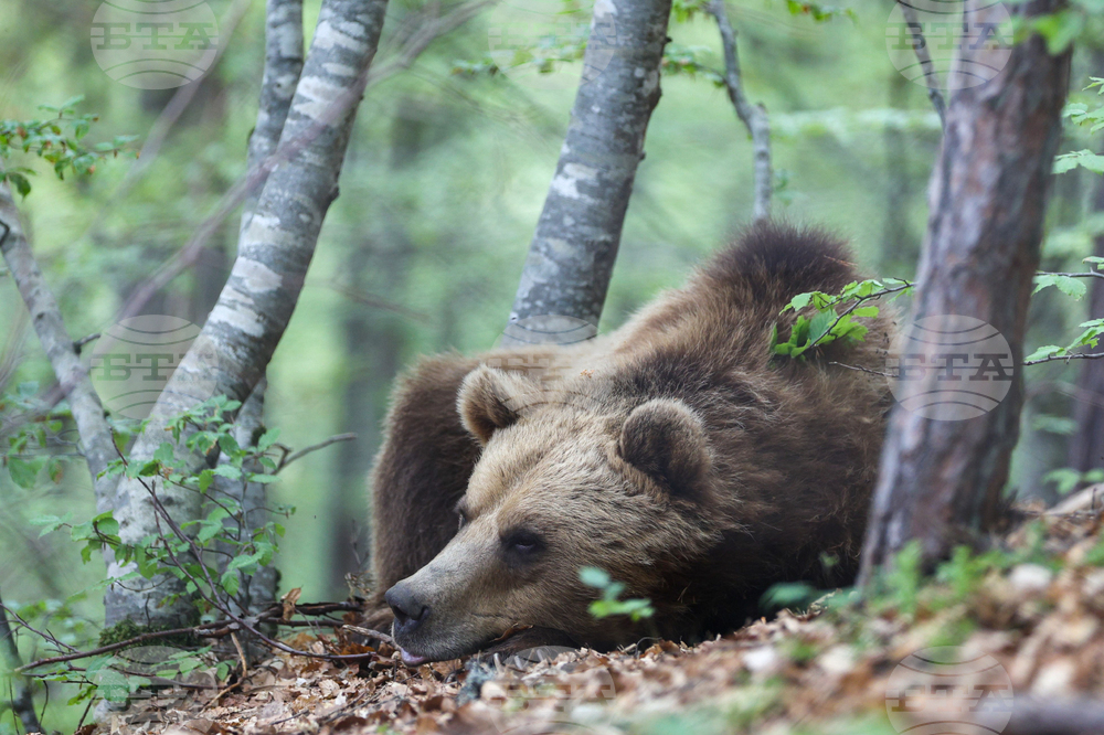 Благоевград - Парк за мечки Белица - медицински преглед
