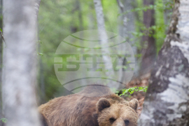 Благоевград - Парк за мечки Белица - медицински преглед