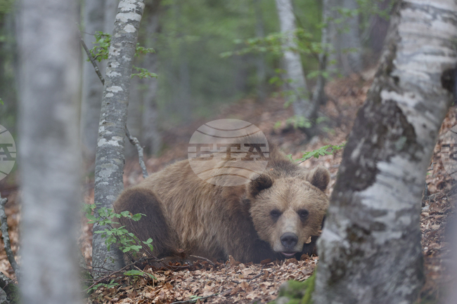 Туристът, нападнат от мечка в Северна Гърция, е починал