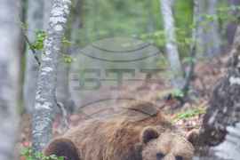 Благоевград - Парк за мечки Белица - медицински преглед