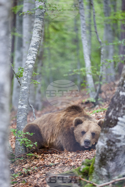 Югоизточно държавно предприятие – Сливен се включва в преброяването на кафявата мечка