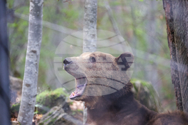 Благоевград - Парк за мечки Белица - медицински преглед