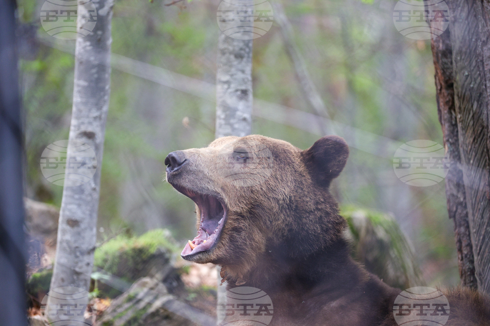 Благоевград - Парк за мечки Белица - медицински преглед