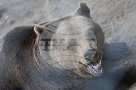 Благоевград - Парк за мечки Белица - медицински преглед